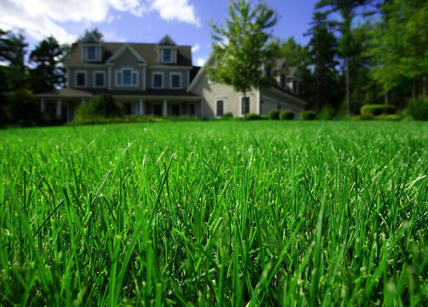 Lawn pest prevention in Moreland Hills, OH protecting turf from chinch bugs and insects