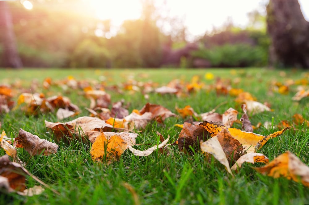 Full-service landscape maintenance in Solon, OH