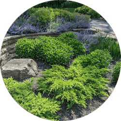 Landscaping Shrubs