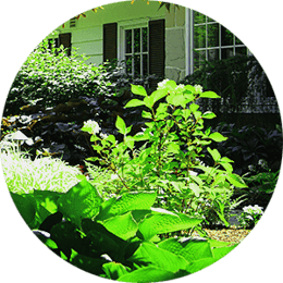 Landscaping Shrubs