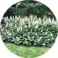 Best Plants for Sunny Areas