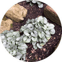 Best Plants for Shade