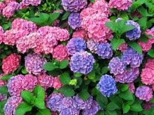 Compliment Your Commercial Landscape With Color