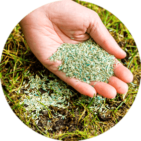 Hand holding Grass Seed