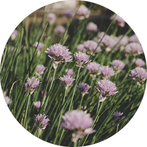 Exscape Designs Prepare Your Plants