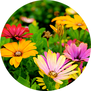 TOP 5 MISTAKES WHEN BUILDING AN EDIBLE LANDSCAPE