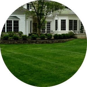 Mowed Lawn
