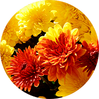 orange and yellow fall mums