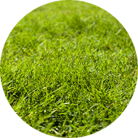 beautiful green grass