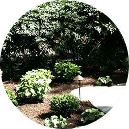 Shrubs and Mulch Landscaping