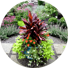 Shrub And Pavers