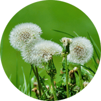 Ensure Your Lawn Gets What It Needs