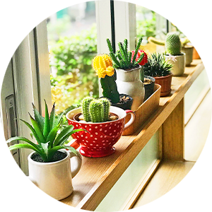 Exscape Designs Transplanting Plants in Summer