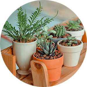 Exscape Designs - How to Repot a Plant