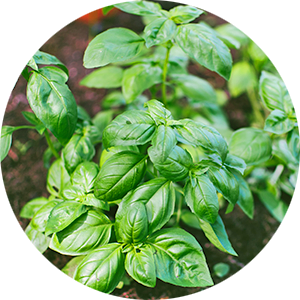 Exscape Designs - Caring for your Transplanted Plants