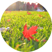 A few leaves remaining in yard