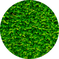 bush that needs trimming