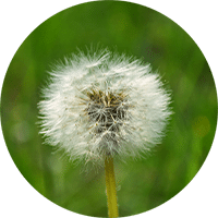 Dandelion