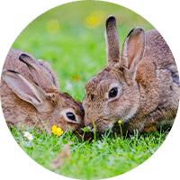 rabbits eating grass outside