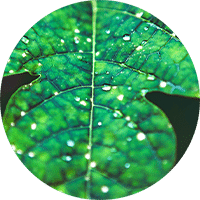 leaf with holes in it from disease