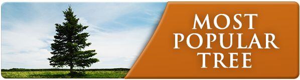 Most Popular Tree Banner