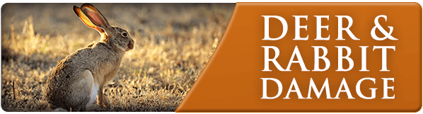 Deer and Rabbit Yard Damage