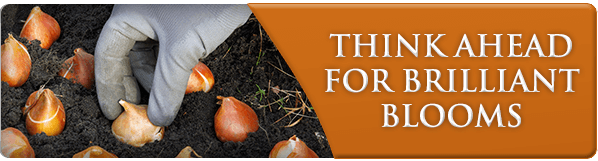 Exscape-Graphics-BrilliantBloomsHero-Oct15