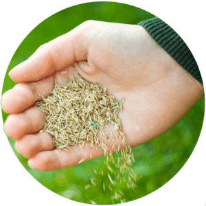 Grass Seed