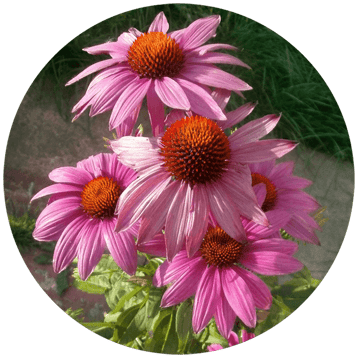 Pow Pow Wild Berry Coneflower