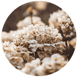 Exscape Designs Hydrangea
