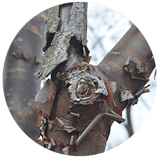 Exscape Designs Paperbark Maple