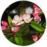 Exscape Designs Flowering Crabapple Trees