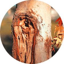 How to Tell if a Tree is Dangerous