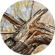 How to Tell if a Tree is Dangerous