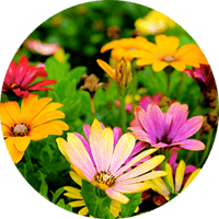Plant Bed Zones