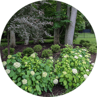 Best Plants for Partial Sun