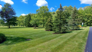 Tree and Shrub Pruning