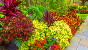Which Plant is Best for Outdoors