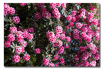 azaleas