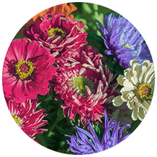 colorful chrysanthemums