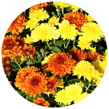 fall color enhancements