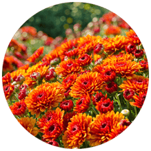 fall perennials