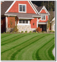 frontyard-green-grass