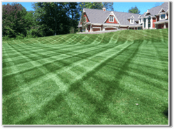 frontyard-mowerlines