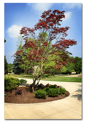 native-tree