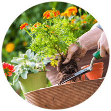 proper planting