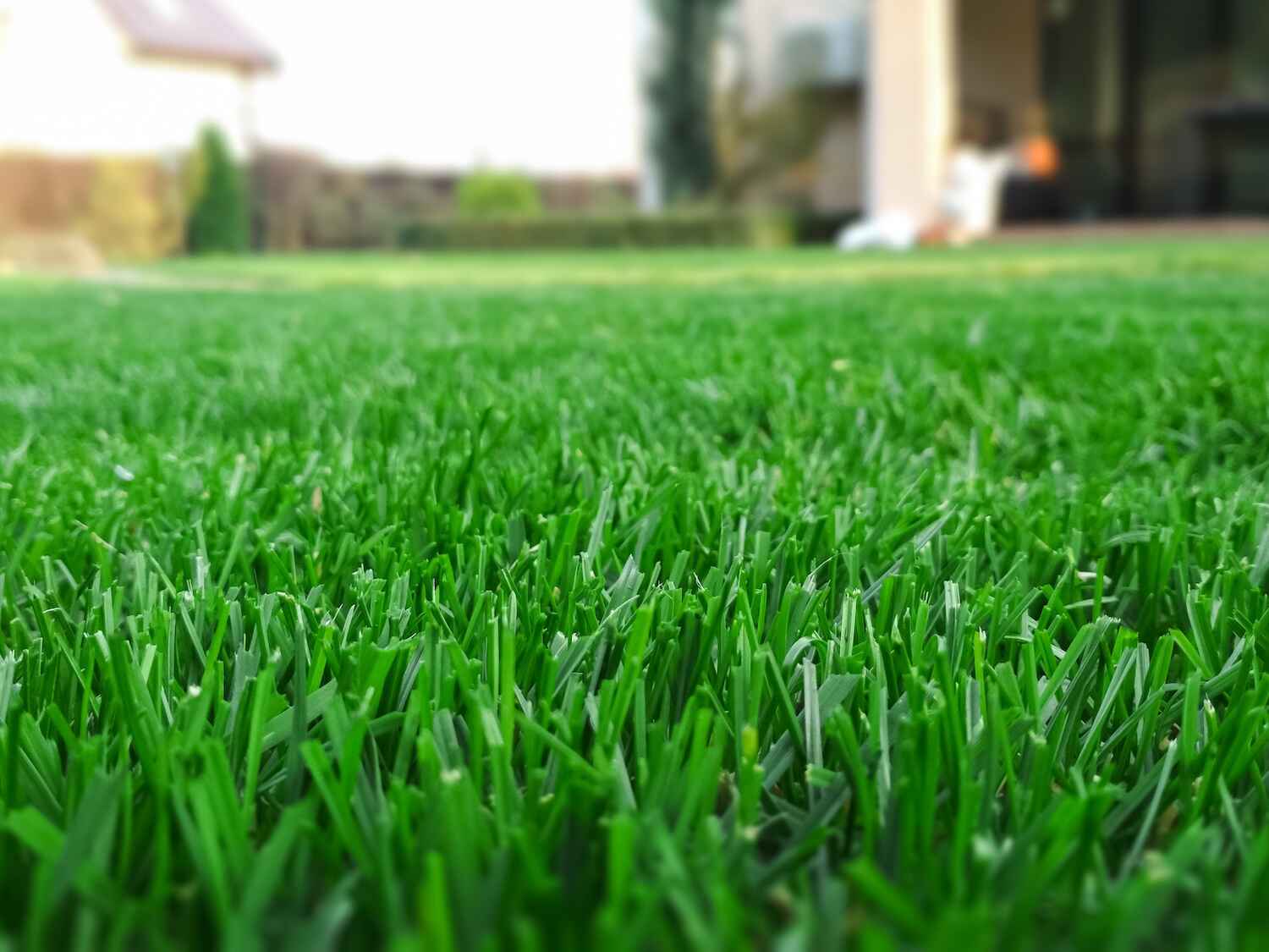 Lush green grass in Painesville, OH maintained with expert fertilization treatments