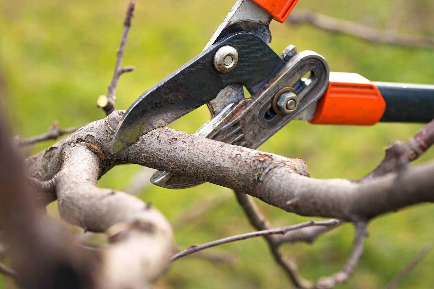 Seasonal pruning and hedge trimming in South Russell, OH for a polished landscape
