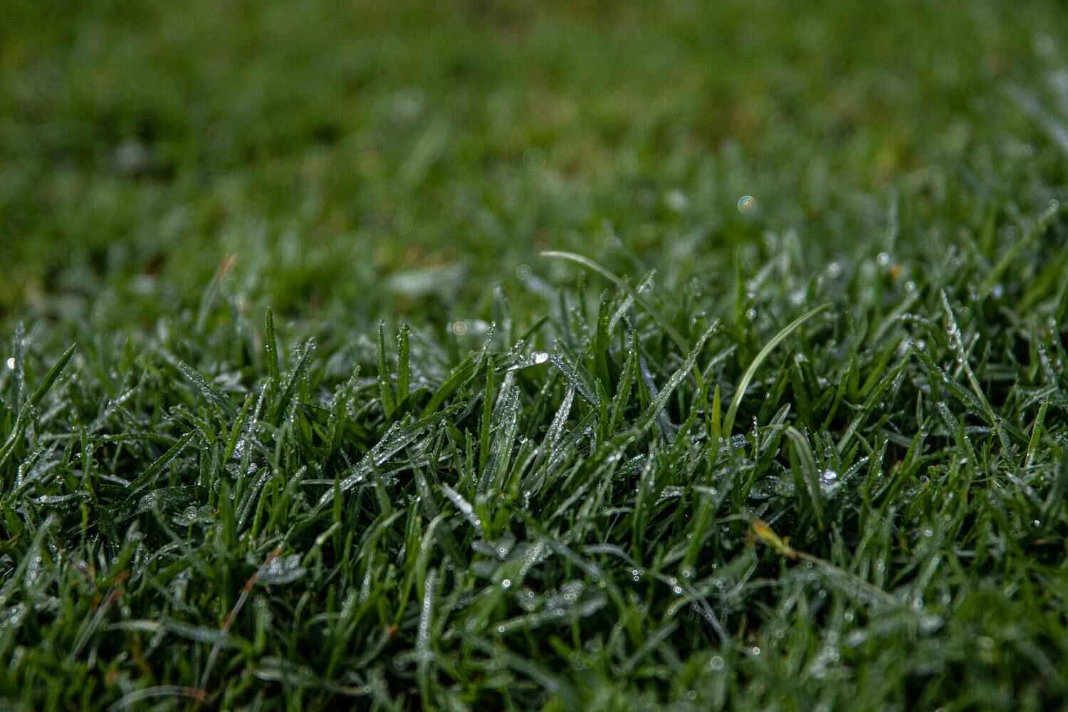 Thick, healthy grass in Orange, OH maintained with professional lawn care services