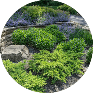 How to Keep Your Trees and Shrubs Thriving - Exscape Designs